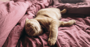 22 Frases para quem gosta de dormir