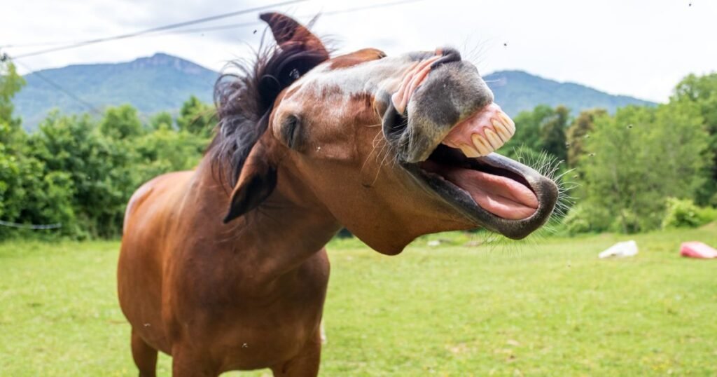 Frases sobre situações engraçadas da vida